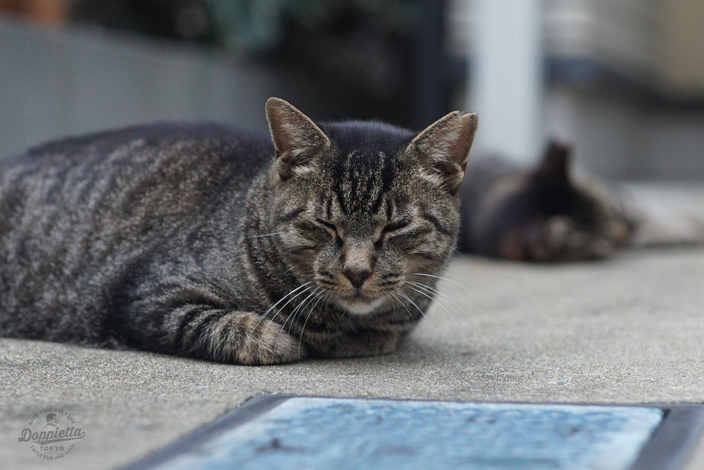 【良上品】 New FD 85mm f/1.2 L