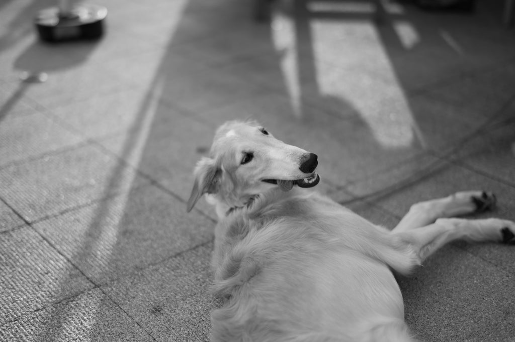 Leica Summilux-M 50mm f/1.4 ASPH Black 11891C 【OH済み】