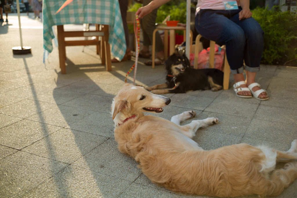 Leica Summicron 35mm f/2 1st 8枚玉 【OH済み】